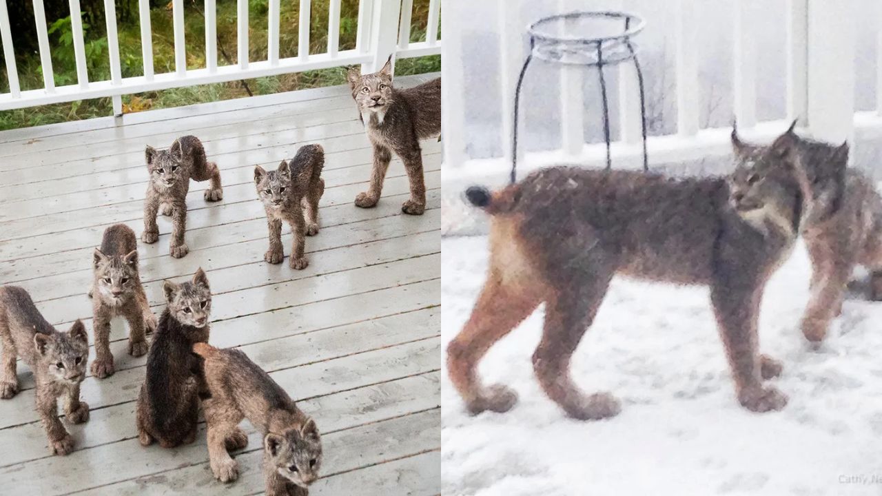 Rare Wildlife Sight in Minnesota: Lynx Mama Revisits Man’s Deck With Her Entire Litter of 7 Kittens