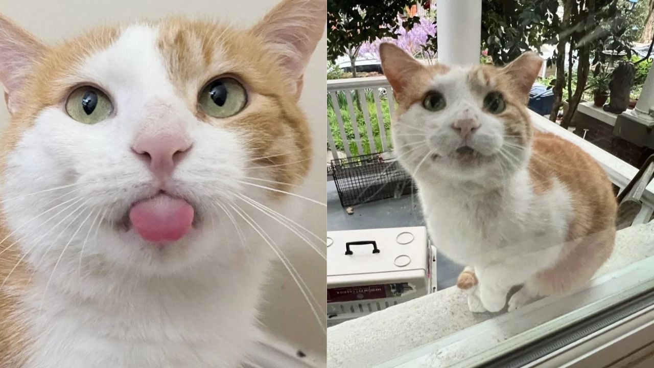 Stray Cat in Virginia Wins Hearts After Begging at a Window and Finding Safety, Food, and Warm Sheets Forever