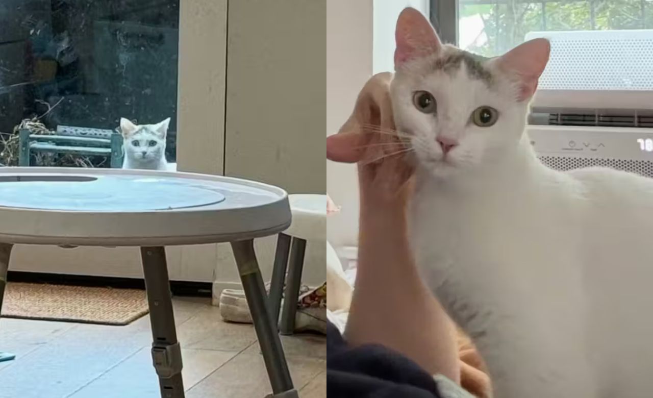 Stray Cat Wanders Into a New York Backyard, Stares Through the Door Until She Finally Gets the Home She Came For