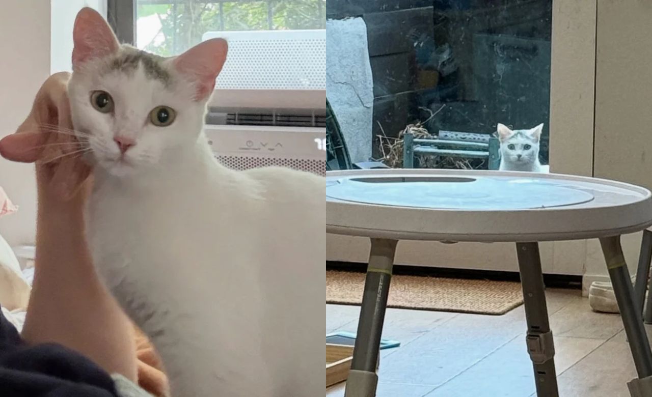 Stray Cat Wanders into New York Backyard, Stares Through the Door Until Her True Purpose Is Finally Revealed