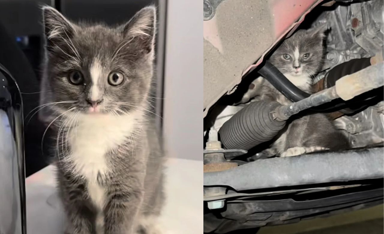 Stray Kitten in New York Walks Up to the Right Car, Gets Indoors and Charms Everyone Including Resident Cat