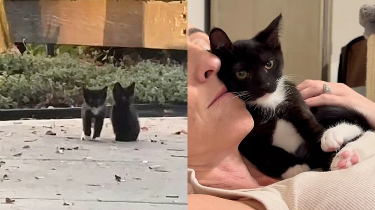 Toughest Street Kitten in Orlando Finally Lets Her Guard Down - Rescuers Witness a Heart-Melting Transformation