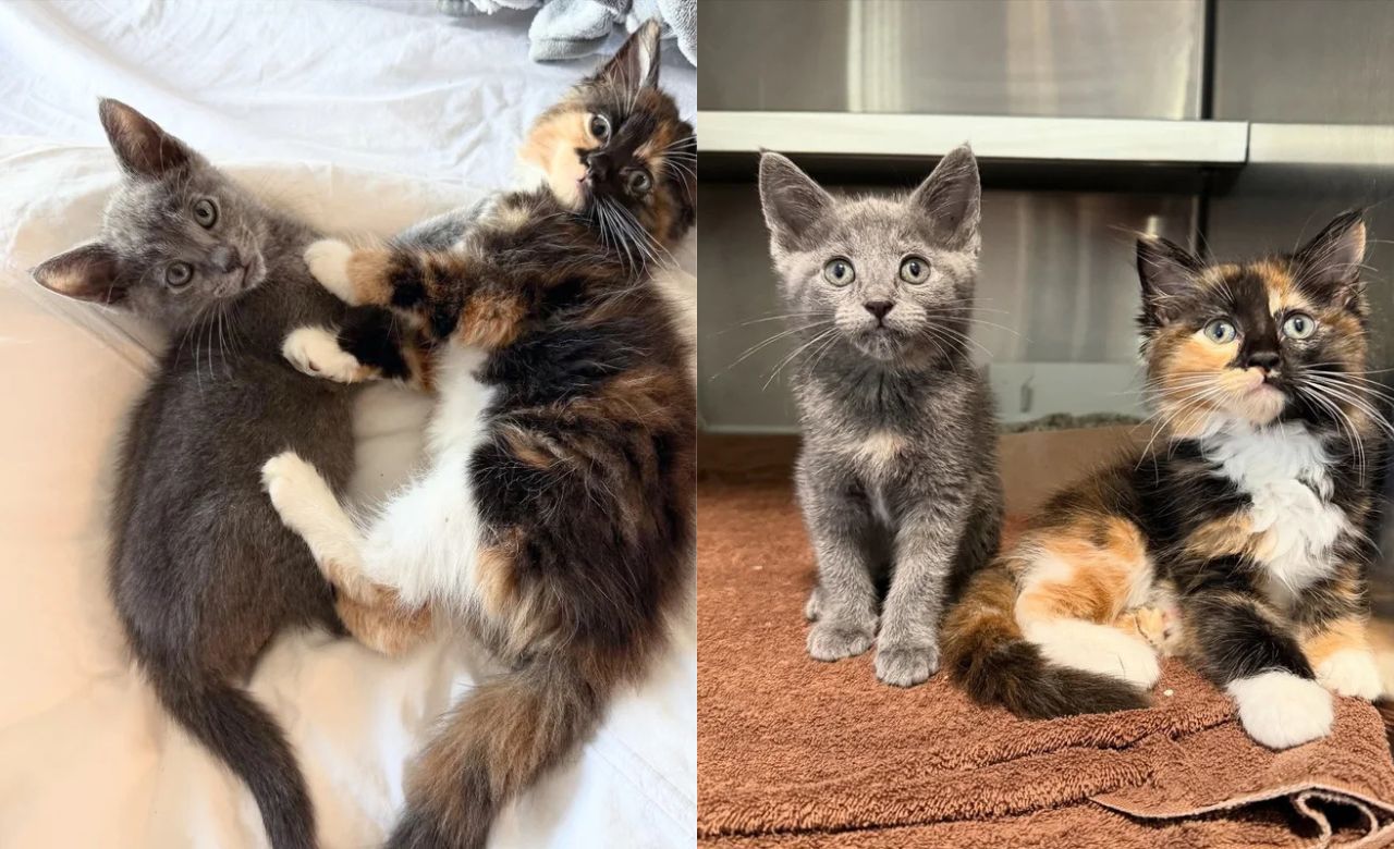 Tiny California Kittens From a Shelter Steal Hearts and Inspire Hope as Their Dreams Come True