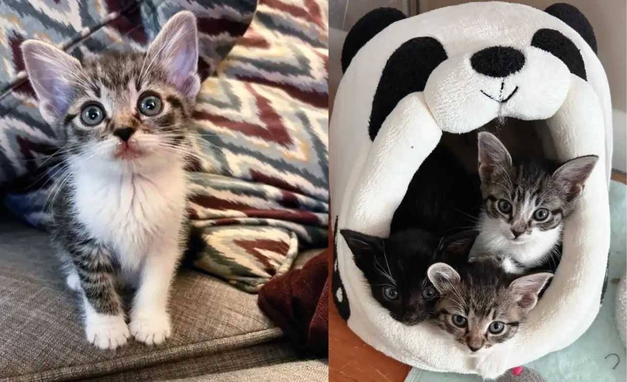 Tiny Kitten Half Her Size Finds Hope as She Moves Into a Loving Home in Pennsylvania for the First Time