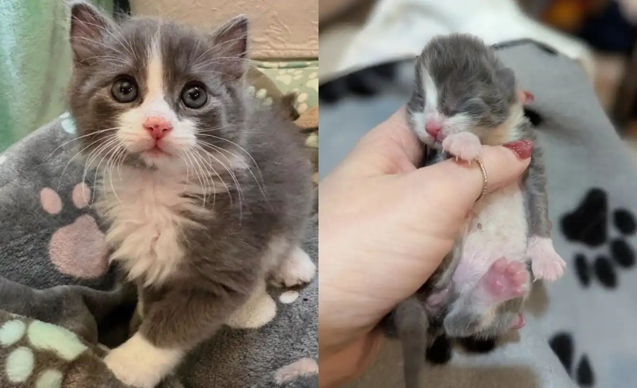 Tiny Kitten in USA Stuns Everyone — Grows Into Strong Cat and Finds the Best Friend He Always Dreamed Of
