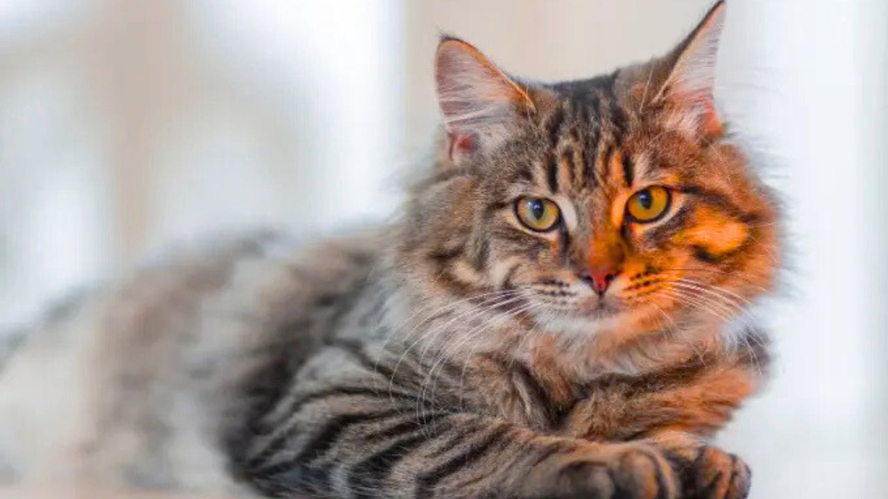 Unbelievable Scene in Istanbul: Cat Steals the Spotlight by Wandering Onto Stage During Orchestral Performance